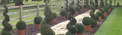 topiary box trees and shrubs york and selby