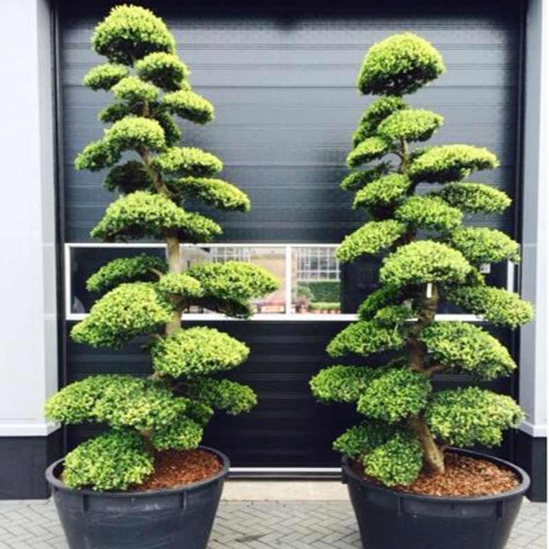 specimen trees and shrubs selby and york