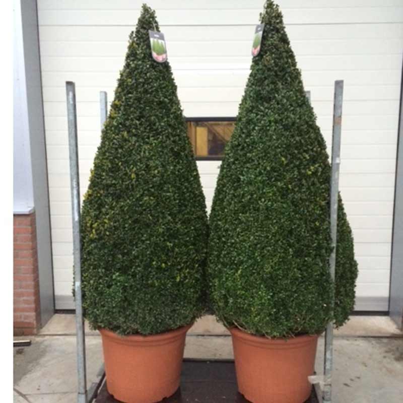 topiary trees supplier selby and york